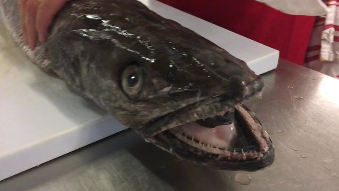 Préparation du poisson : Poser le merlu sur une planche à découper. À l'aide d'un couteau, longer l'arête centrale d'un seul coup net et continu. Éviter les petits coups de couteau pour une découpe propre.