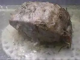 Rôti de porc à l'ail et romarin: Recette facile