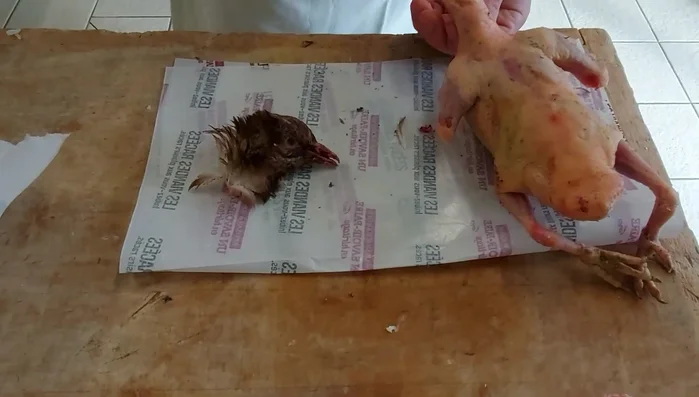 Éviscération : Couper la tête. Fendre le cou et le dessous du pigeon. Enlever les déchets (jabot, etc.). Ouvrir le pigeon de l'anus jusqu'au bréchet. Retirer les viscères (œsophage, cœur, poumons, intestins). Désinfecter l'intérieur et l'extérieur du pigeon et les outils utilisés.
