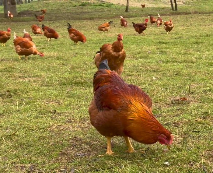 Préparation du chapon : Retirer les abats (garder le cou pour le jus, le foie pour la farce).