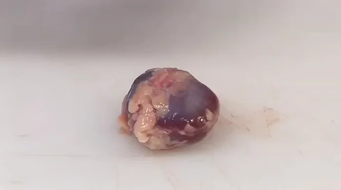 Préparer le gésier : attention à l'ouverture, car il contient une poche à grains. Couper et retirer la petite membrane qui maintient les grains. Rincer sous l'eau.
