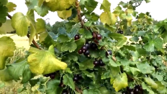 Cueillez les cassis. (Vous pouvez les trouver chez vous, chez vos grands-parents ou chez des amis)