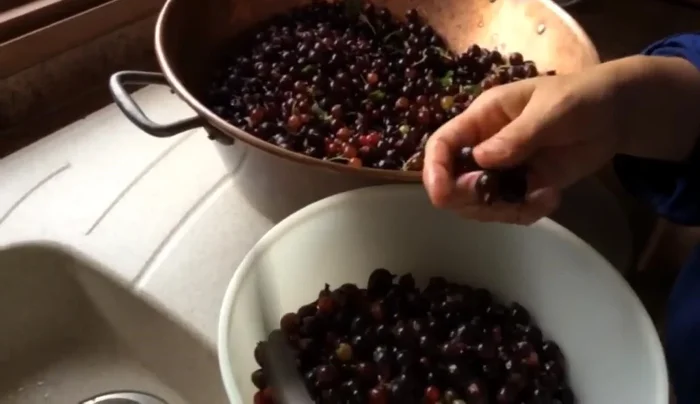 Nettoyez les cassis en enlevant les feuilles et les queues à l'aide d'une fourchette.