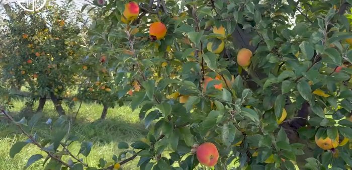Préparer les pommes : Peler et couper 6 pommes en 12 quartiers.